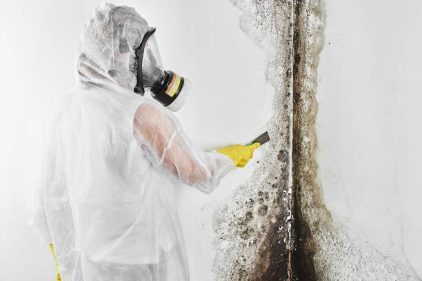 Mold Removal for HVAC Installations in Madison, WV